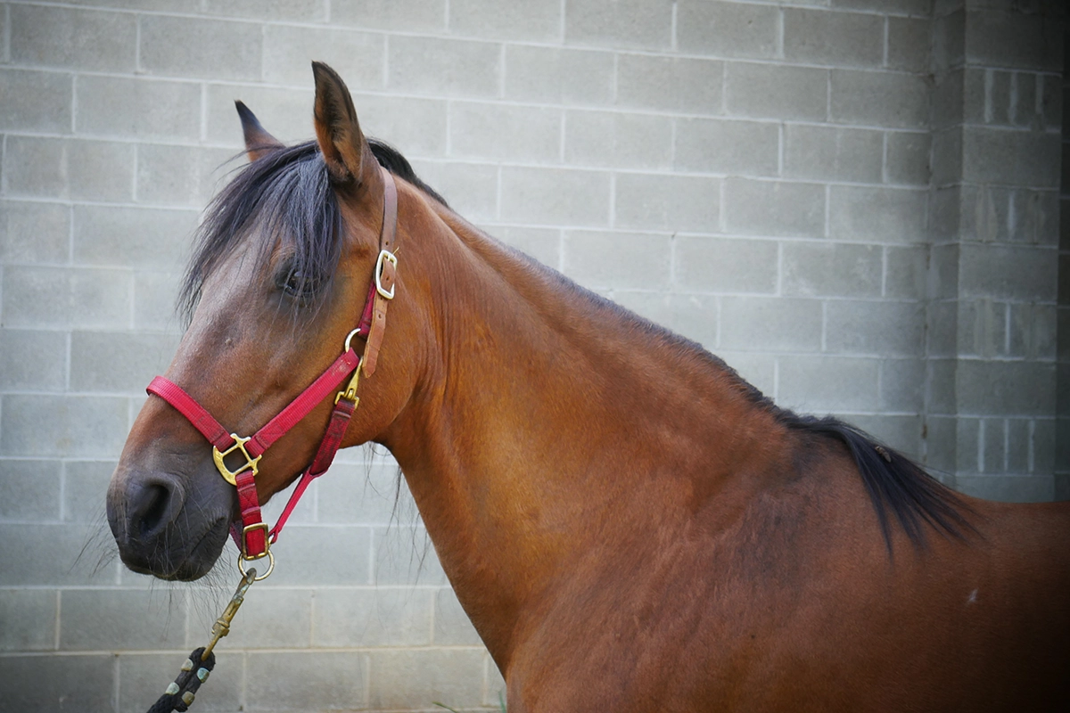 Stewart the Paso Fino.