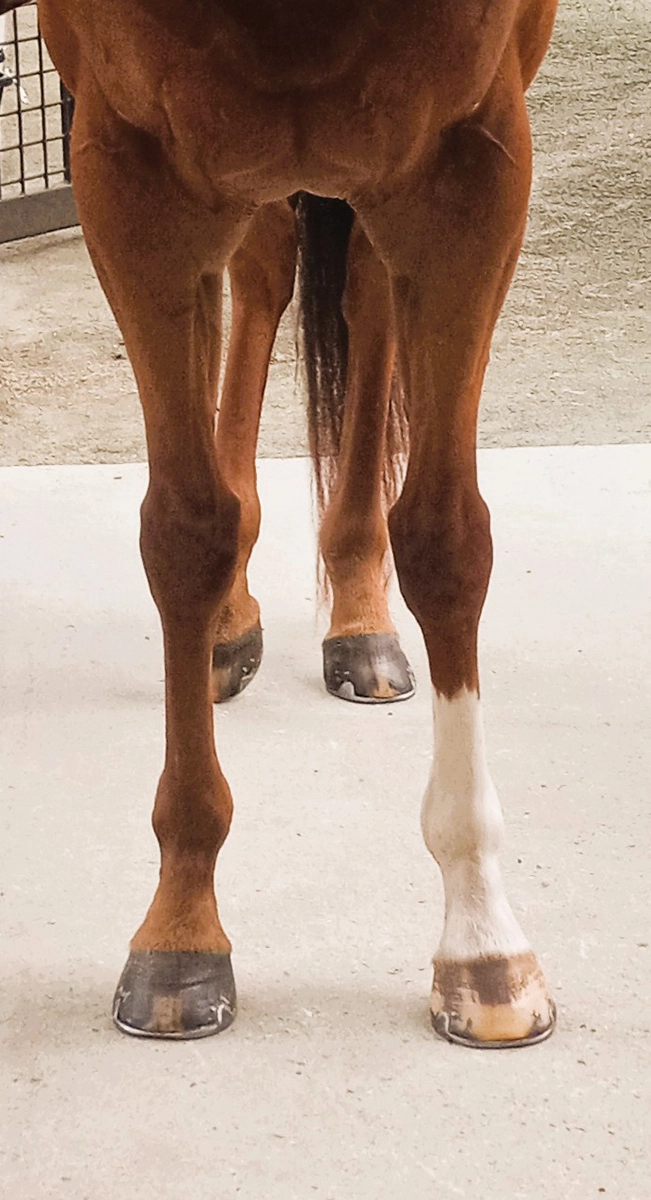 The front view of a chestnut horse.