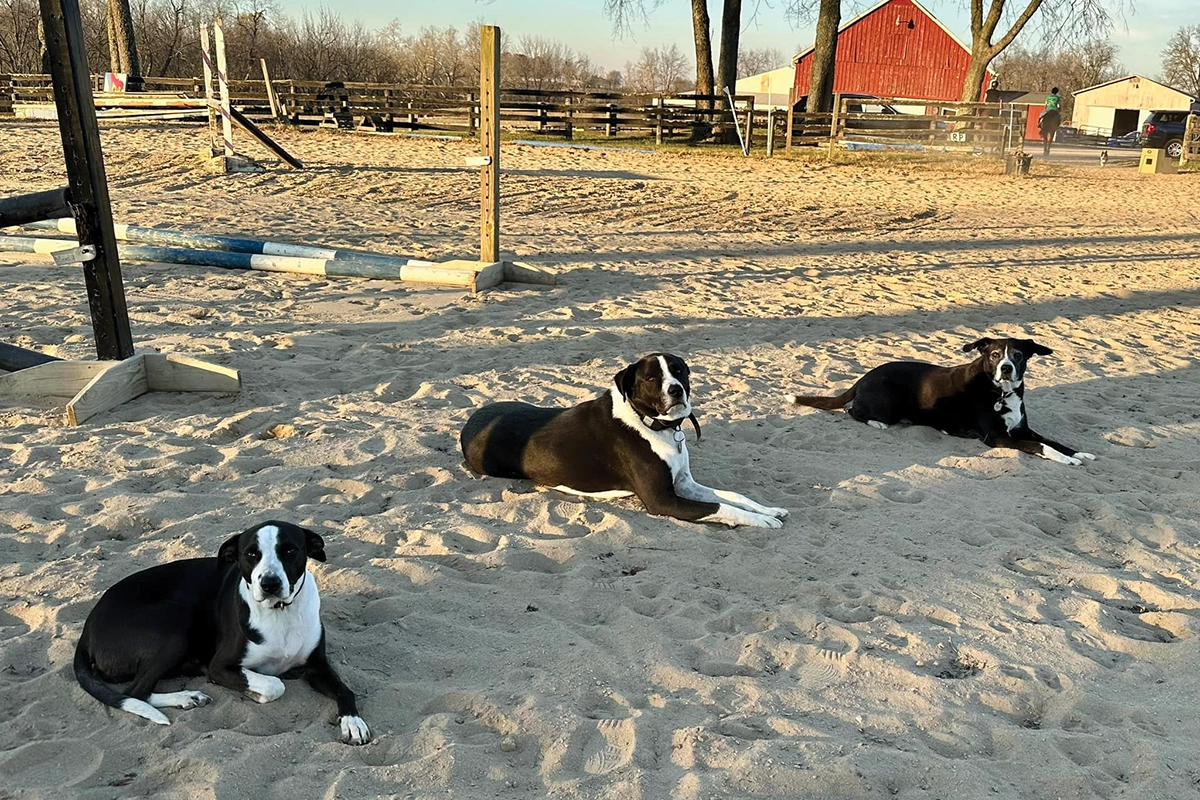 Barn dogs in the ring. It is important safety practice to ensure you follow the facility's rules with your dog.