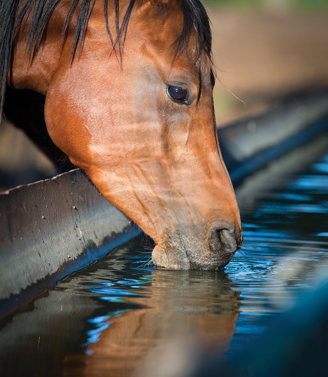 A horse drinking water.