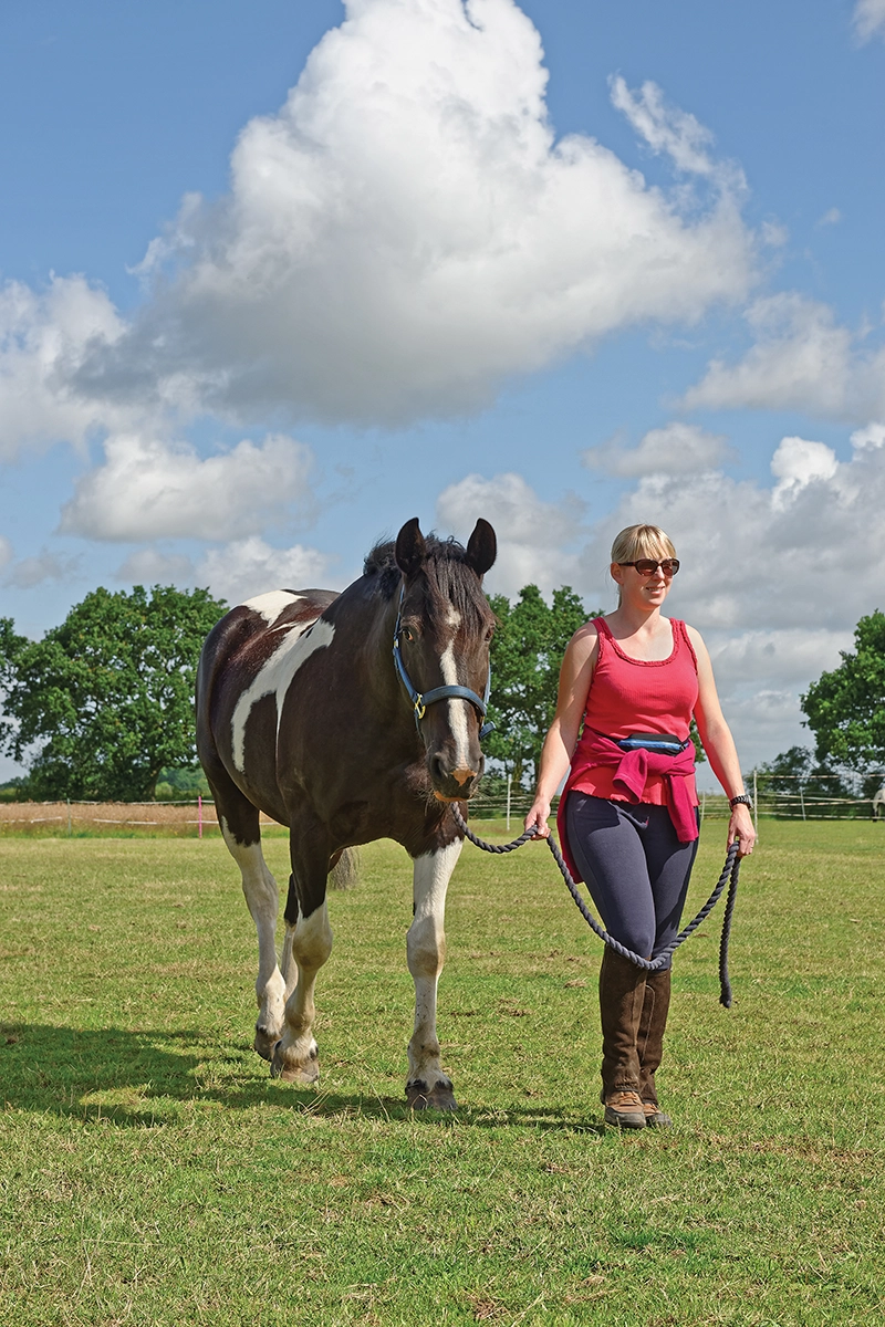 A woman hand walking a pinto gelding.