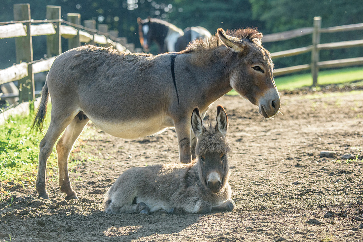 An adult burrow with a baby burro laying at its feet on a dry lot