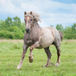 Draft Horse Health and Care A roan draft horse galloping in a field.