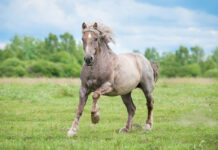 A roan draft horse galloping in a field.