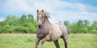 A roan draft horse galloping in a field.