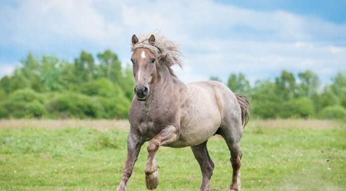 A roan draft horse galloping in a field.