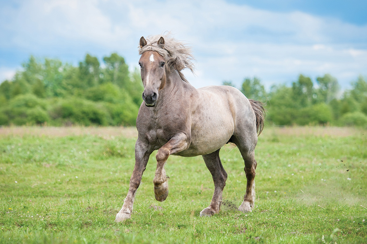 A roan draft horse galloping in a field.