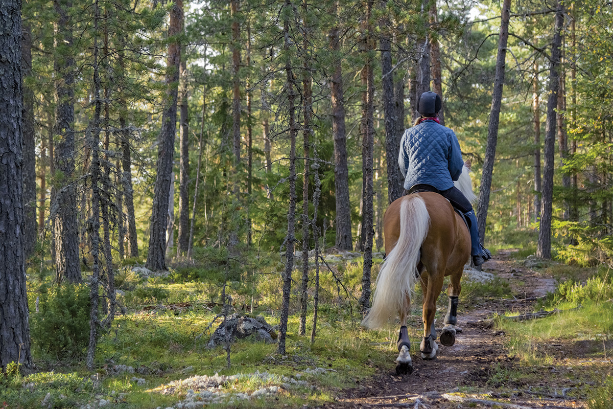 An equestrian riding her horse through a wooded space
