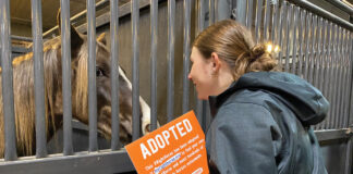 Adoption Affaire at Equine Affaire.