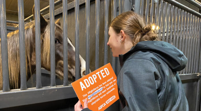 Adoption Affaire at Equine Affaire.