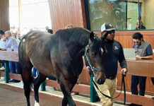 Gio Garcia working at a Thoroughbred sale, one of the featured niche equine jobs.