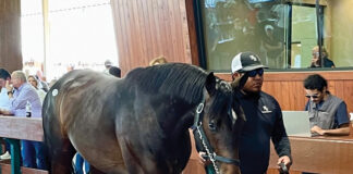 Gio Garcia working at a Thoroughbred sale, one of the featured niche equine jobs.