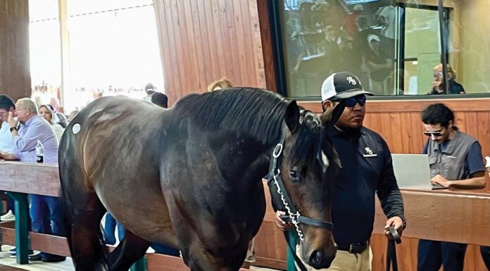 Gio Garcia working at a Thoroughbred sale, one of the featured niche equine jobs.
