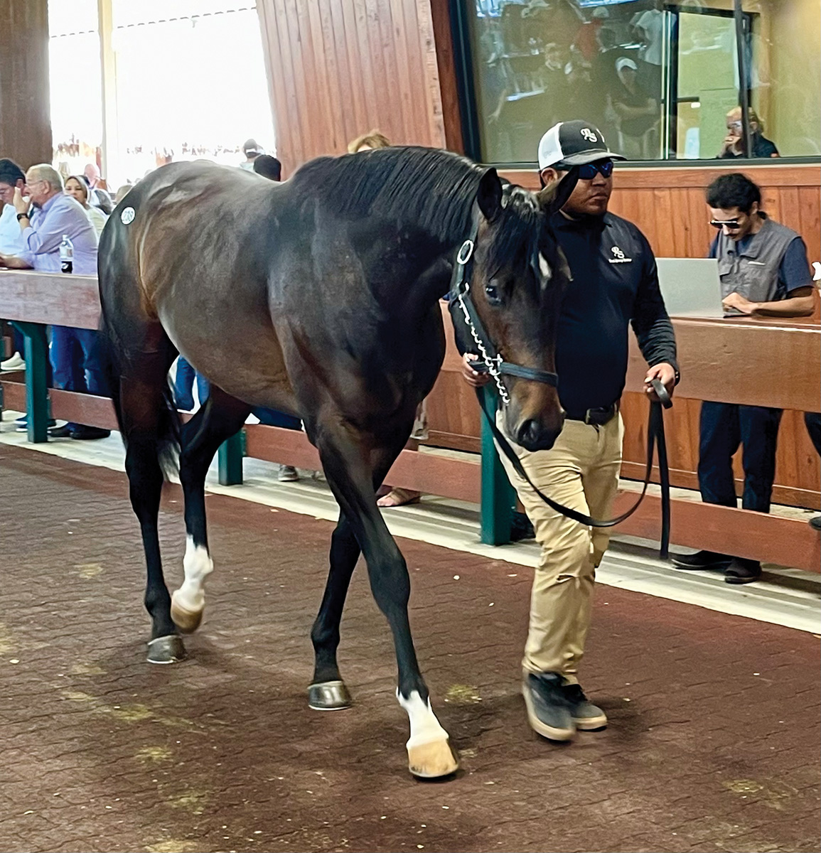 Gio Garcia working at a Thoroughbred sale, one of the featured niche equine jobs.