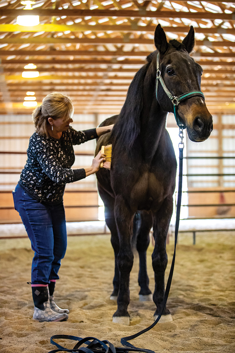 A woman brushing a senior Standardbred