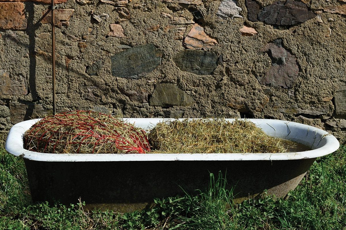 Soaking hay, which can be a useful strategy for preventing fall laminitis.