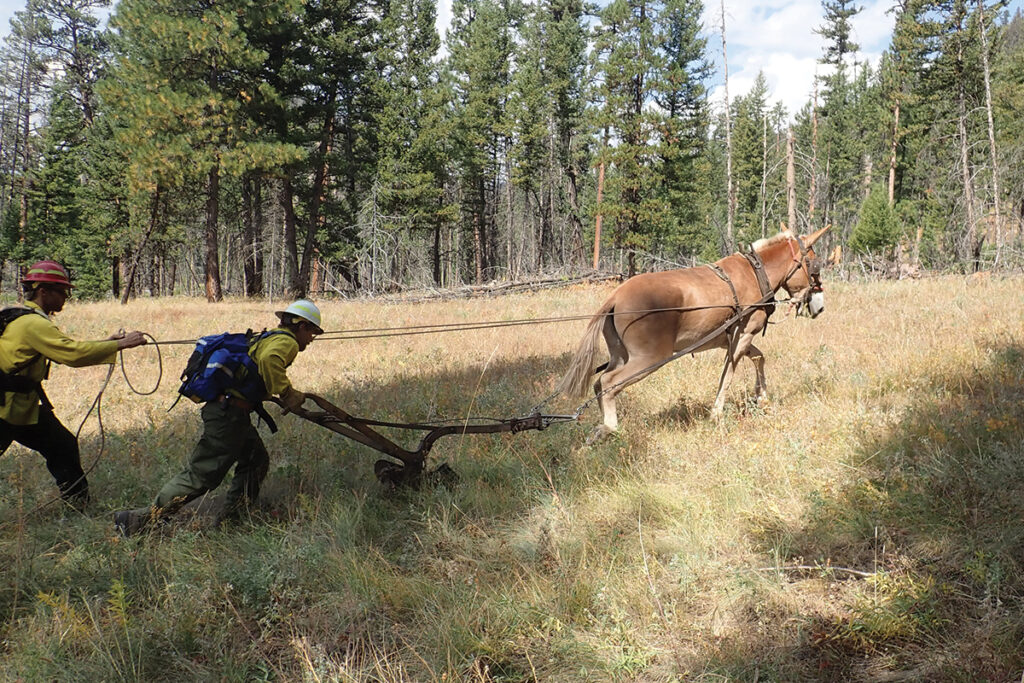 equines fighting fires