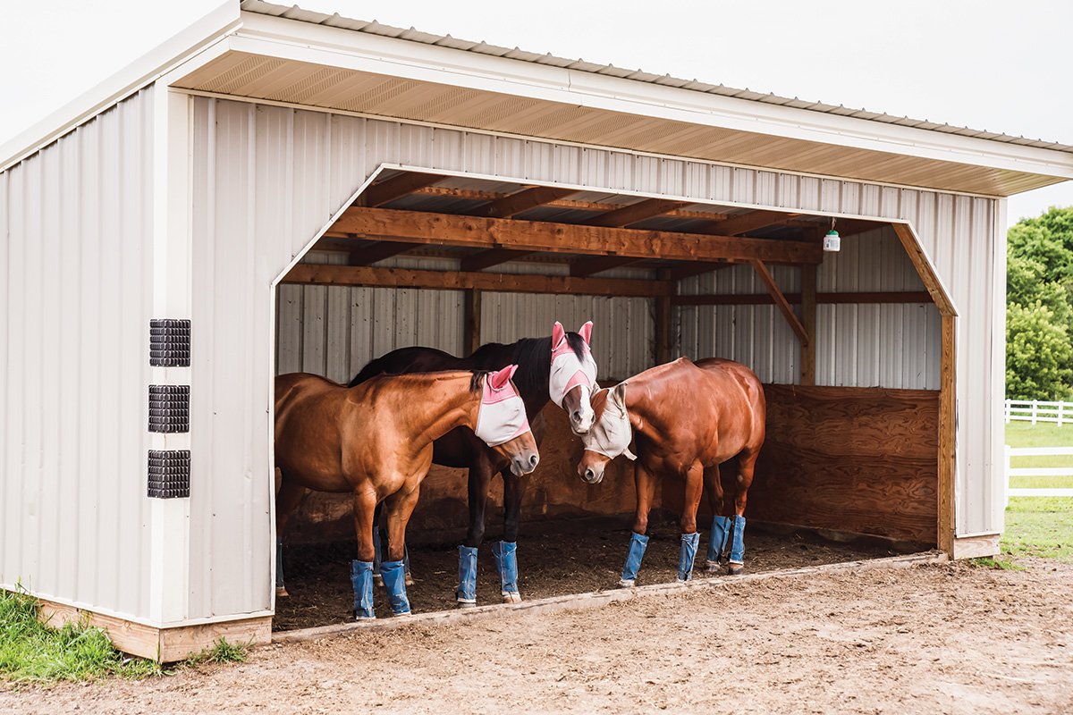 A group of horses with fly gear stand under a shed