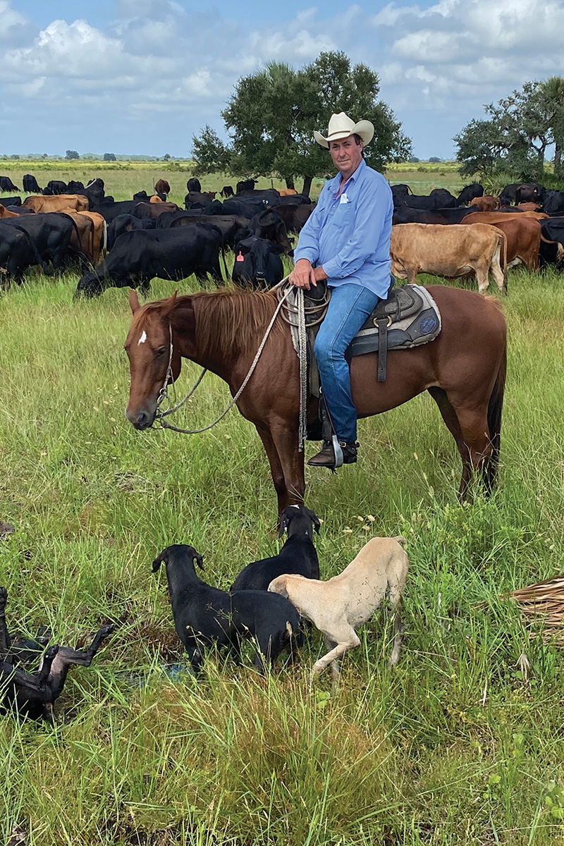 A freelance cowboy on his horse alongside his dogs and cattle