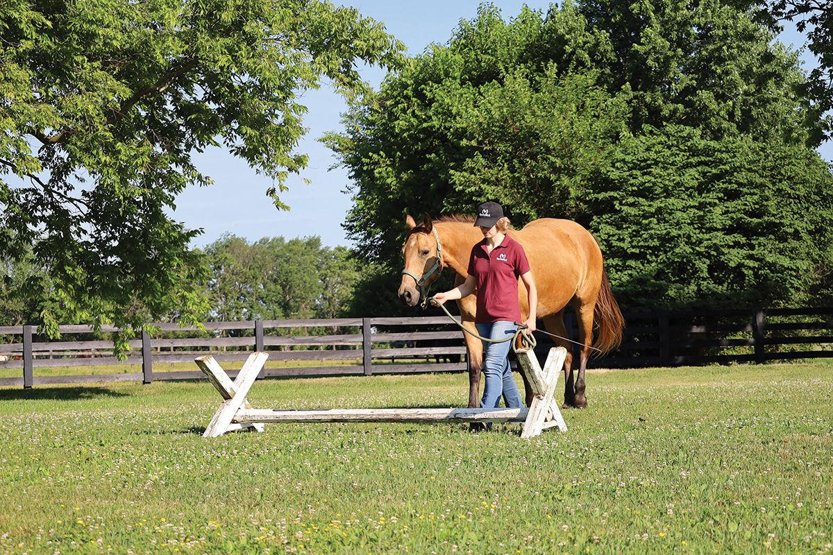 Working a horse with a step-over ground obstacle.