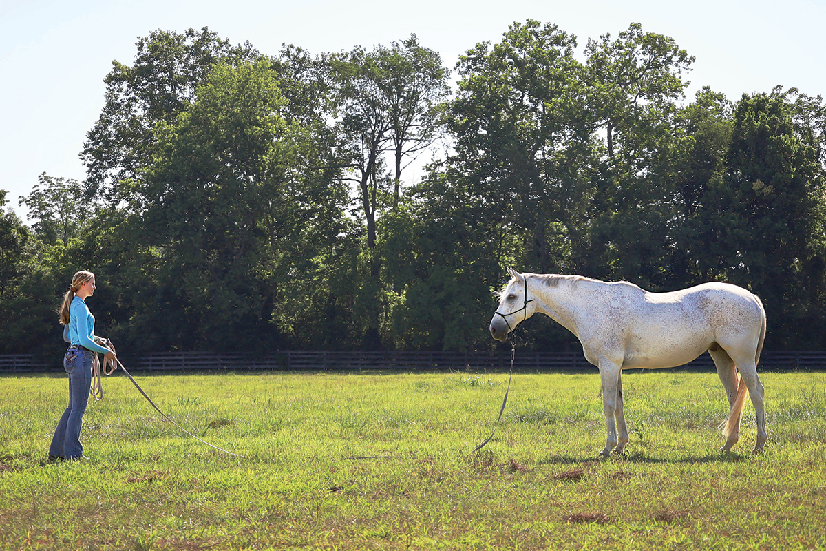 Teaching a horse to ground tie.