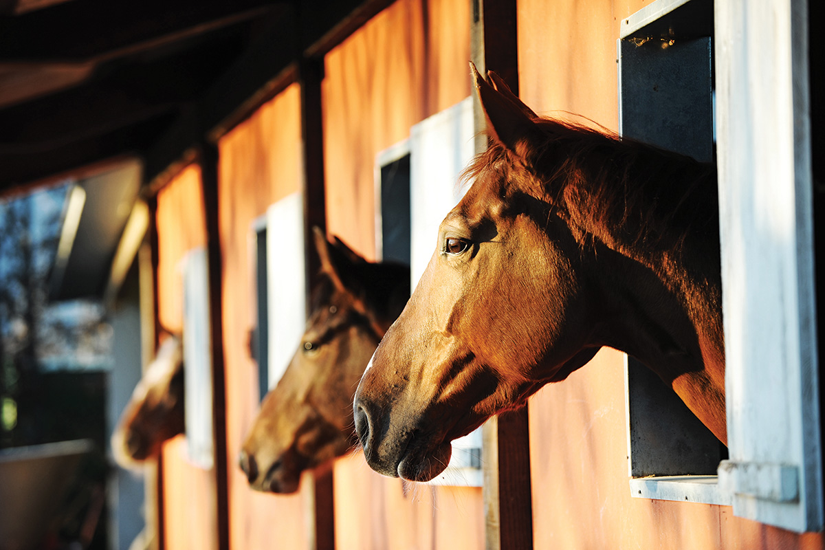 Horses in a stable