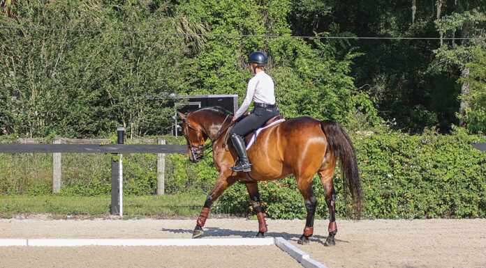 An exercise for a horse's hindquarter engagement.