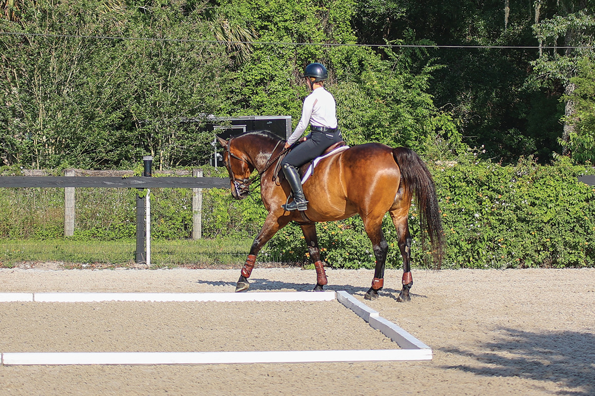 An exercise for a horse's hindquarter engagement.