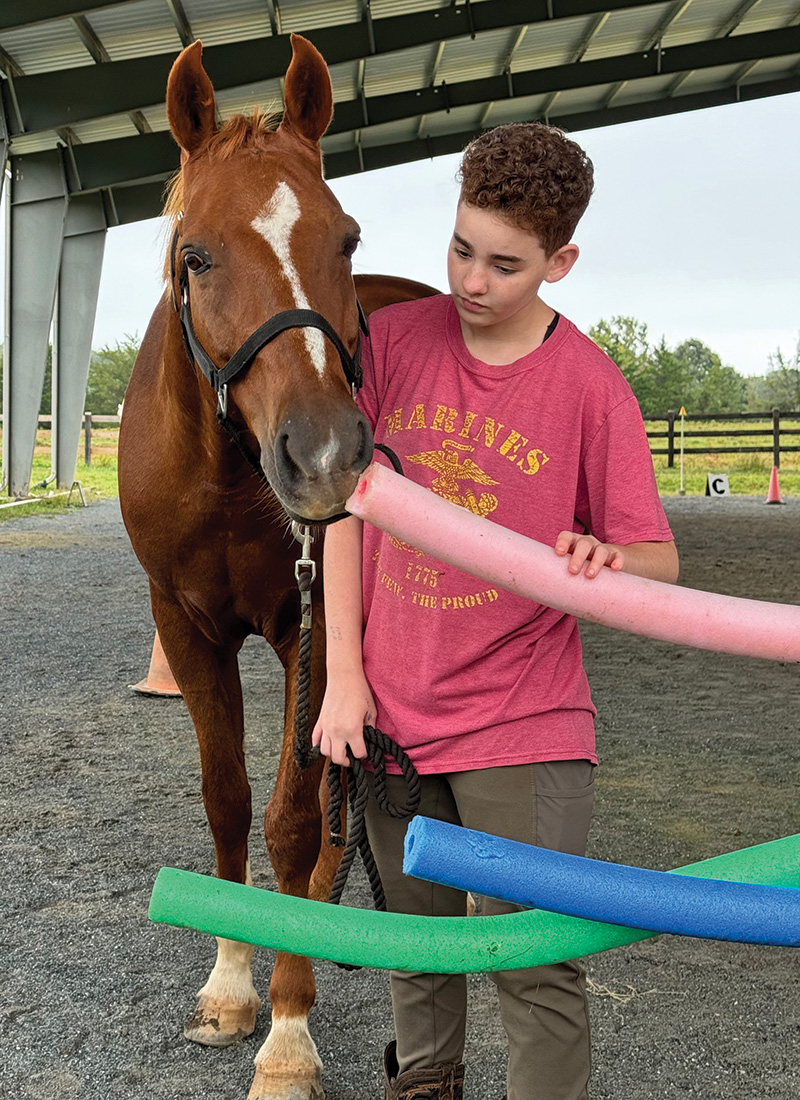 Allowing a horse to sniff pool noodles as part of a horse agility course.