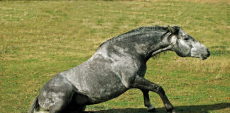 A gray horse getting up from lying down. Pressure or friction from lying down and getting up from hard ground or bare stall mats can start the cycle of bed sores.