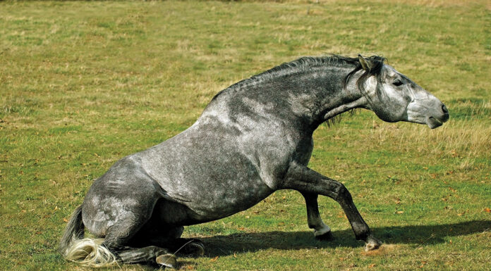 A gray horse getting up from lying down. Pressure or friction from lying down and getting up from hard ground or bare stall mats can start the cycle of bed sores.