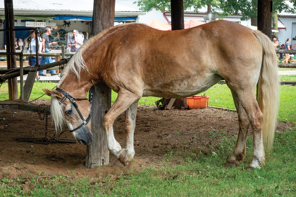 A pawing horse displaying impatient behavior