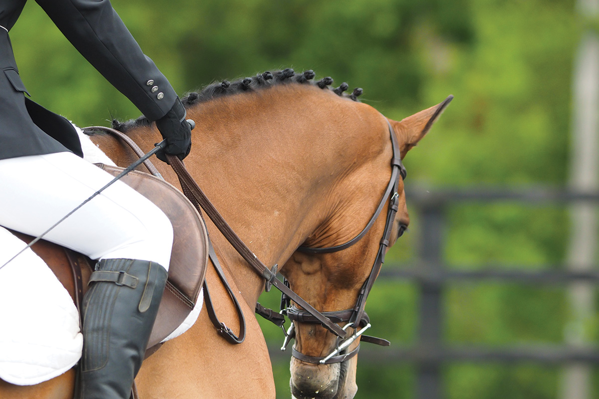 A horse in a full-cheek snaffle bit.