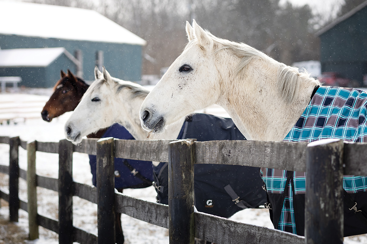 Horses in a snow field after blanketing.