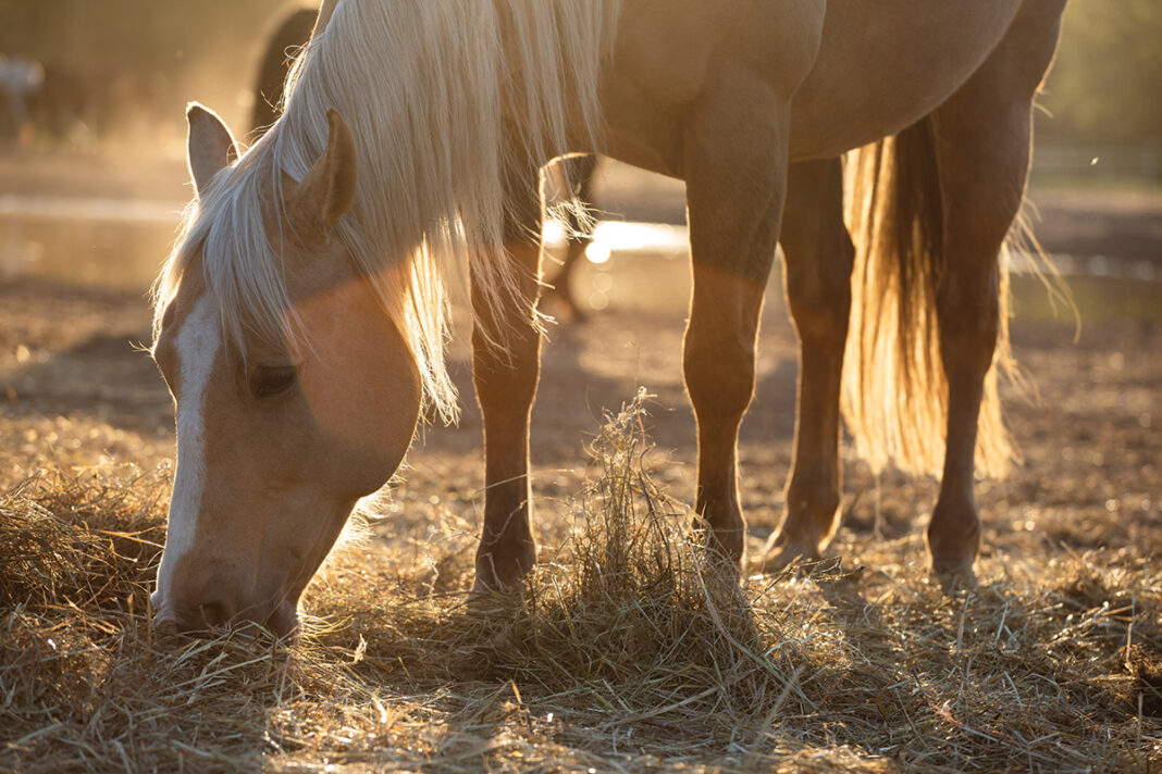 Picture of Cribbing Solutions - Horse Illustrated