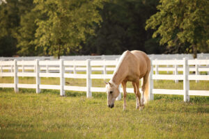 Enteroliths in Horses
