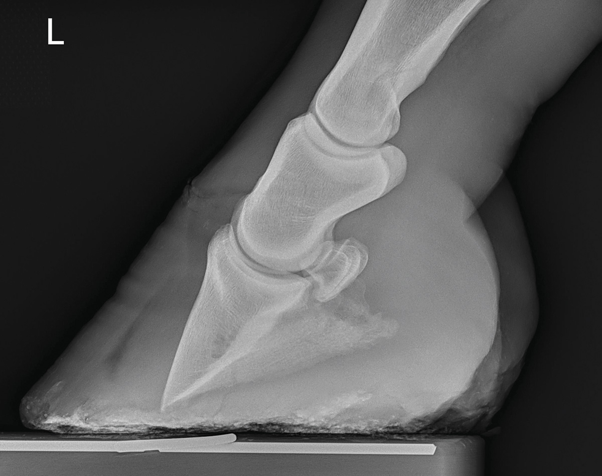 An X-ray depicting rotation of a horse's coffin bone, indicating founder or laminitis