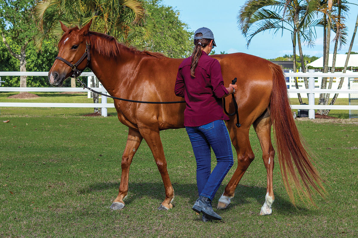 A woman practices groundwork exercises with a chestnut horse