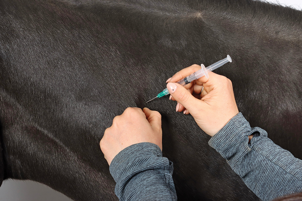 Giving a horse an intramuscular injection while pinching the skin to desensitize it