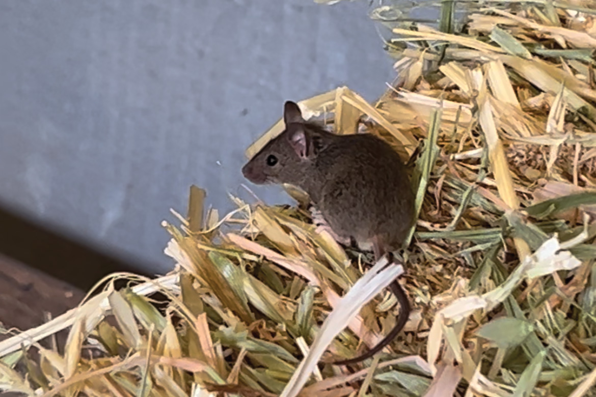 A mouse in hay.