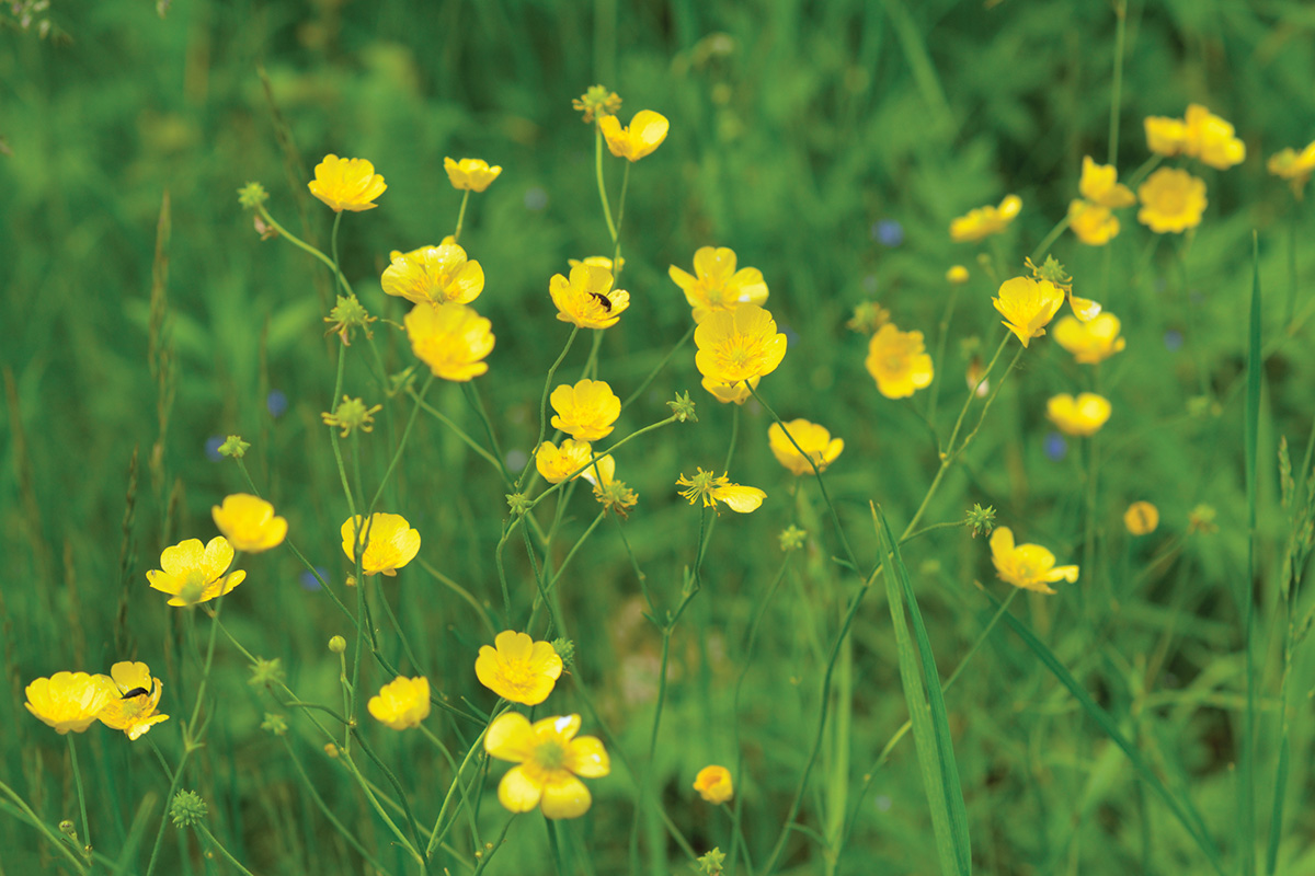 Yellow buttercups