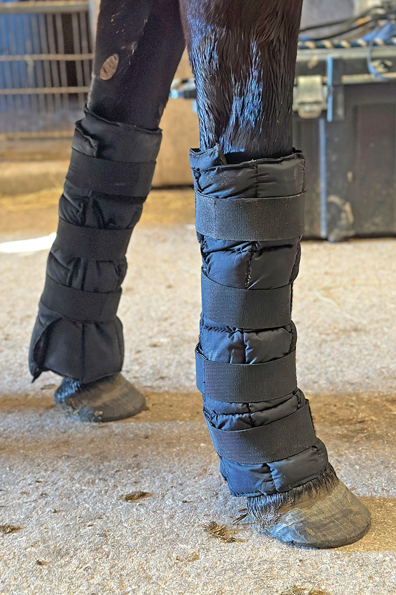 Ice boots being used on a horse for post-workout care