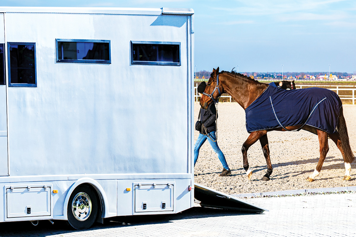 A gelding being led around a trailer
