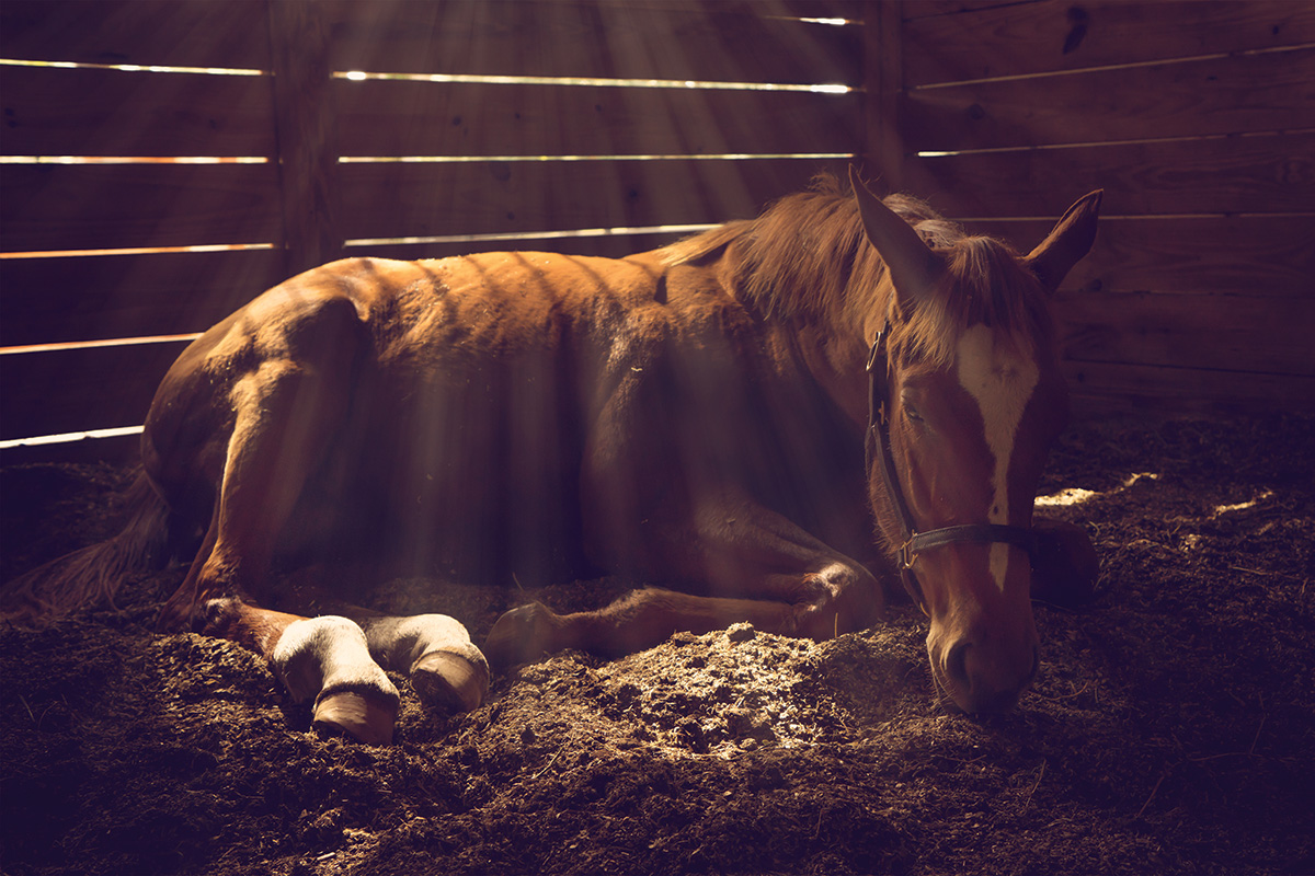 A chestnut resting in a stall