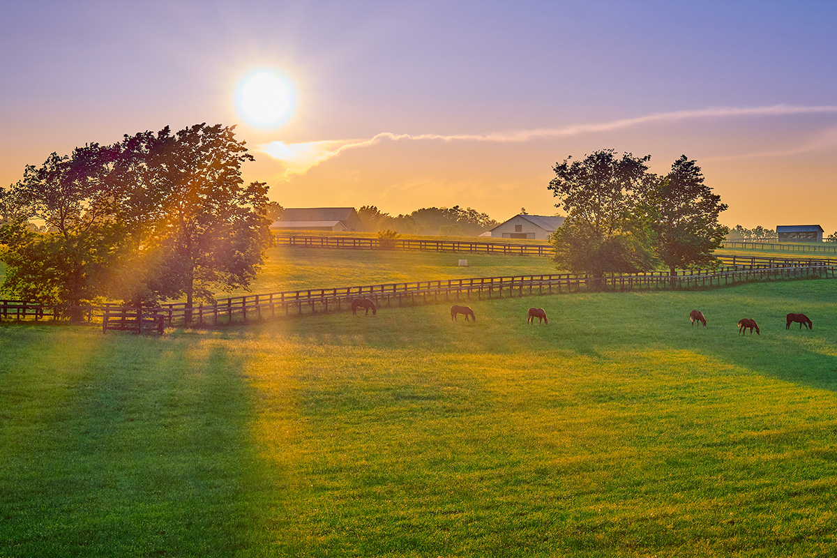 Horses grazing near big trees in Kentucky