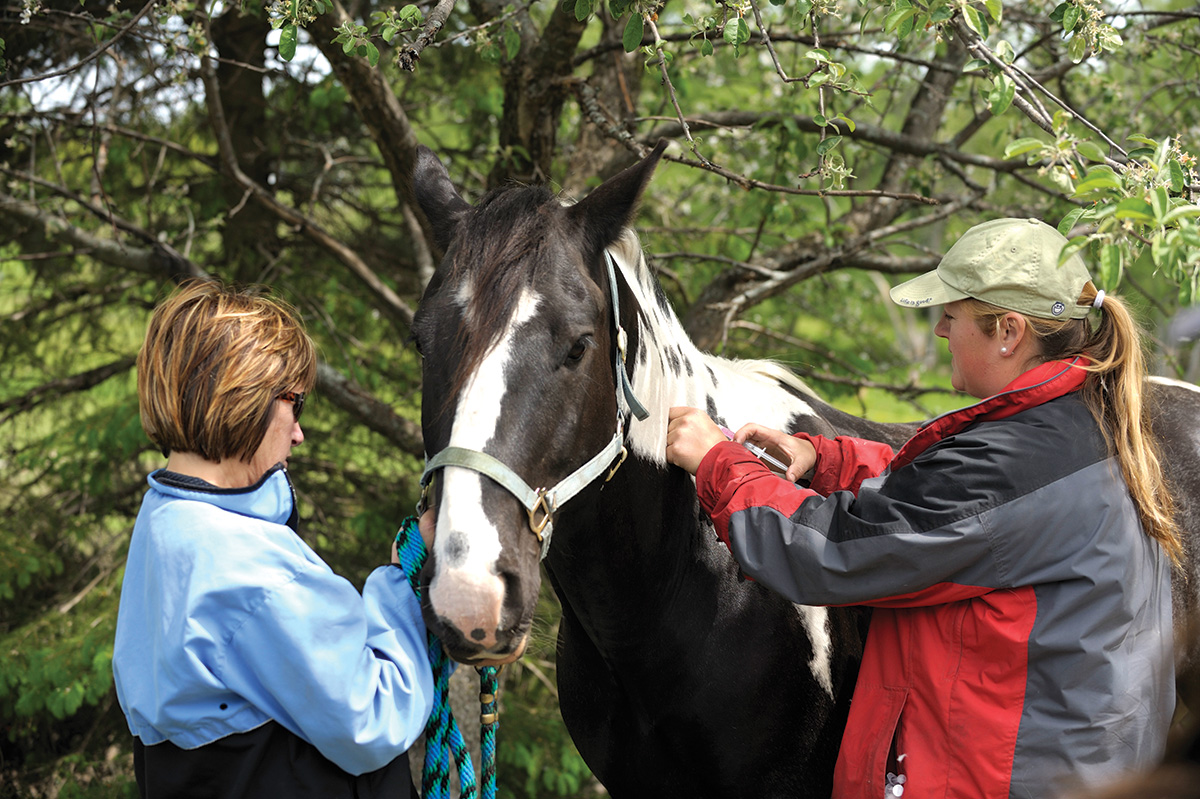 A pinto receiving a vaccine