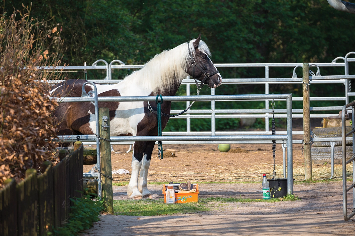 A Gypsy Vanner in a corral.