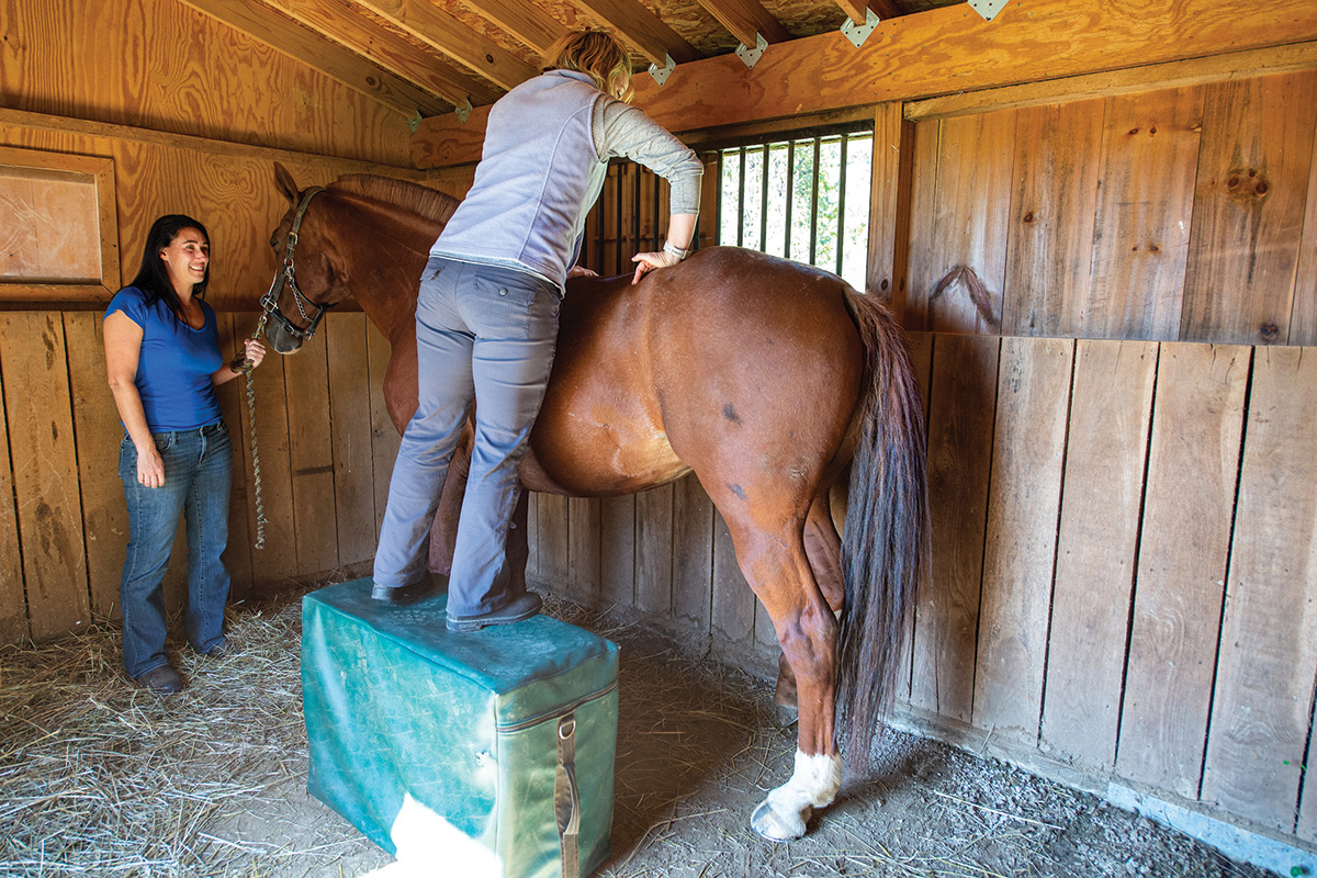 Chiropractic work being performed on a horse with kissing spine