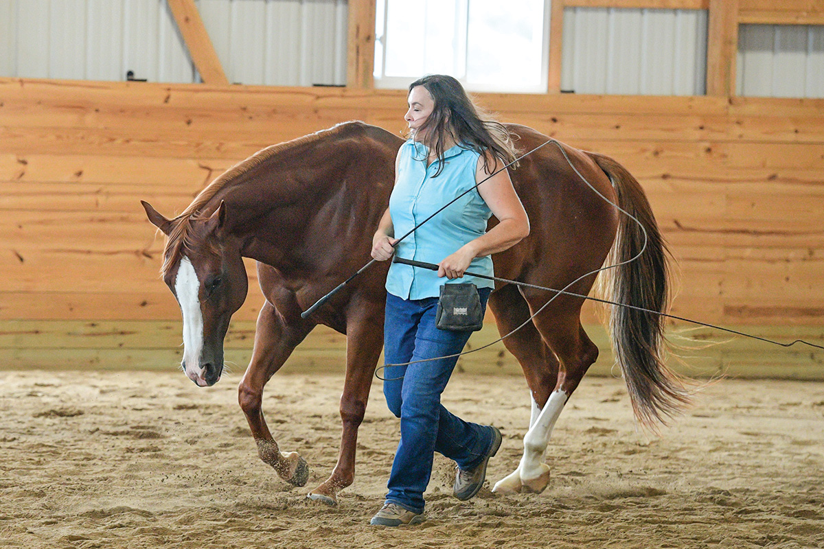 A woman uses whips as guides, without touching the horse, to have it trot a circle with her