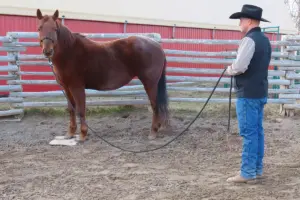 Try Mark Training with Your Horse